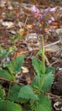 Salvia verticillata