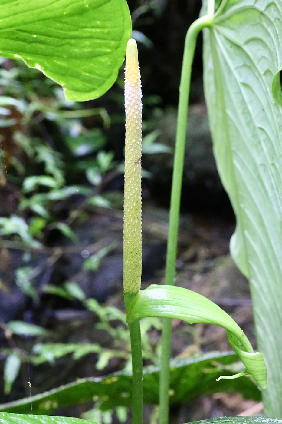 Изображение особи Anthurium versicolor.