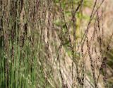 Molinia caerulea. Верхушки плодоносящих побегов. Санкт-Петербург, Адмиралтейский р-н, остров Новая Голландия, в культуре. 08.09.2020.