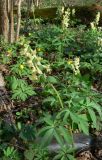 Corydalis marschalliana