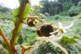 Solanum robustum