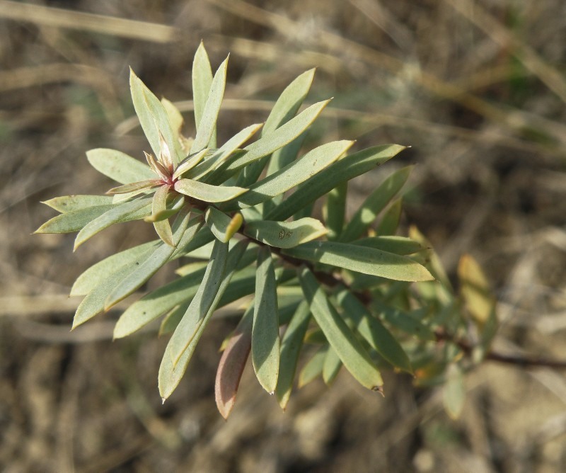 Изображение особи Euphorbia seguieriana.