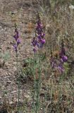 Linaria transiliensis