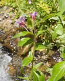 Epilobium anagallidifolium