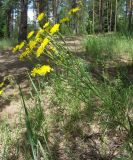 Crepis tectorum. Верхняя часть побега с соцветием. Лужский р-н Ленинградской обл., у дороги через сухой сосняк. Середина июня.