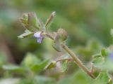 Veronica hederifolia. Верхушка побега с цветком. Краснодарский край, Крымский р-н, станица Неберджаевская, приусадебный участок, лужайка, сорное. 17.03.2023.