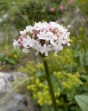 Valeriana alpestris