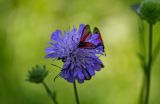 Knautia arvensis