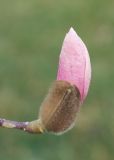 Magnolia × soulangeana. Верхушка побега с бутоном. Краснодар, парк \"Краснодар\", Японский сад, в культуре. 21.03.2024.