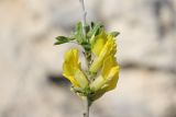 Chamaecytisus ruthenicus