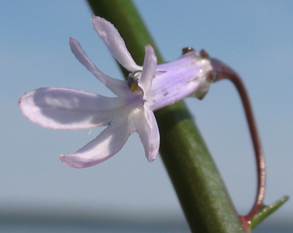 Изображение особи Lobelia dortmanna.