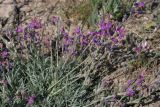 Astragalus tauricus