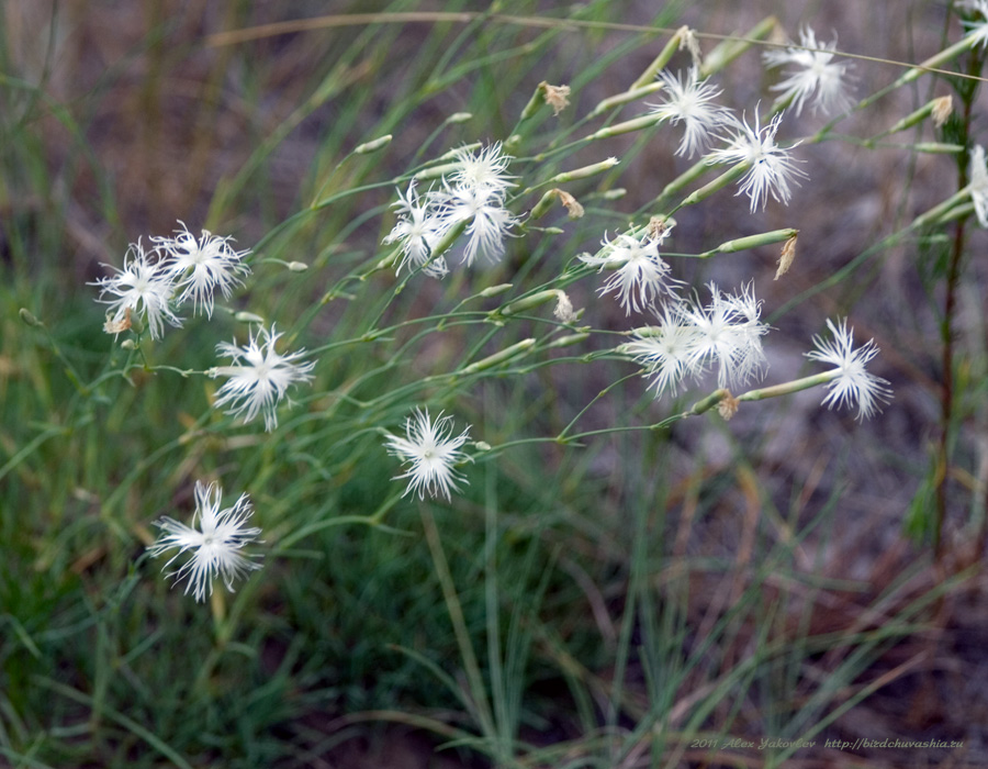 Изображение особи Dianthus volgicus.