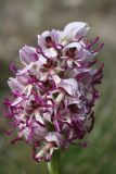 Orchis simia