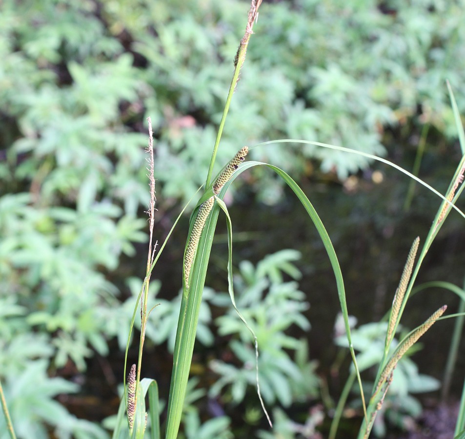 Изображение особи Carex aquatilis.