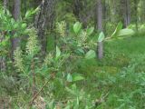 Salix myrtilloides