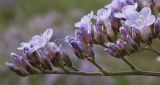 Limonium scoparium. Часть соцветия. Ростовская обл., Азовский р-н, побережье Таганрогского залива, устье р. Кагальник, окр. с. Займо-Обрыв. 31.08.2011.