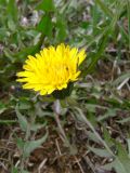 Taraxacum assurgens