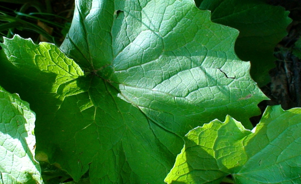 Изображение особи Doronicum macrophyllum.