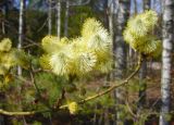 Salix caprea