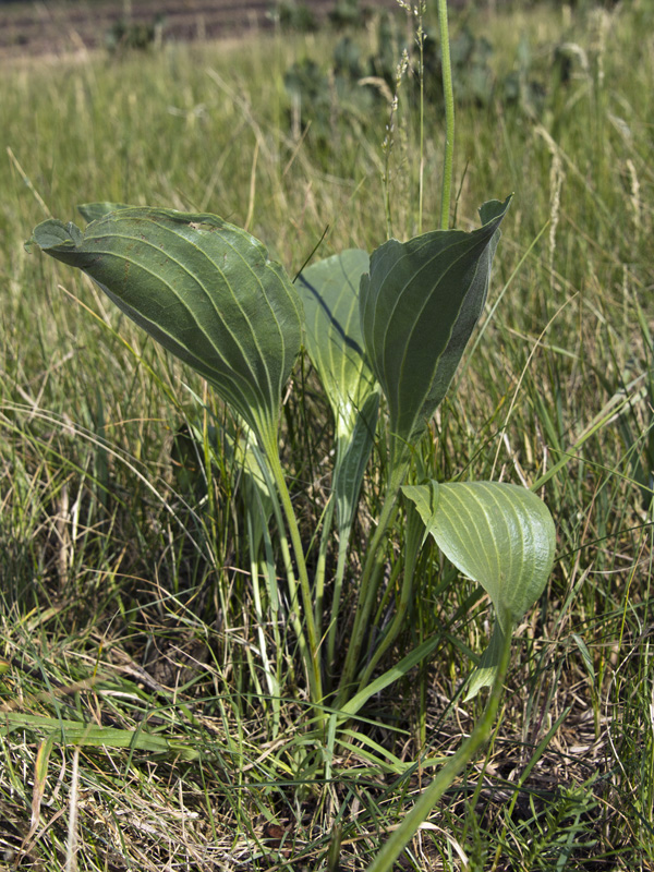 Изображение особи Plantago maxima.