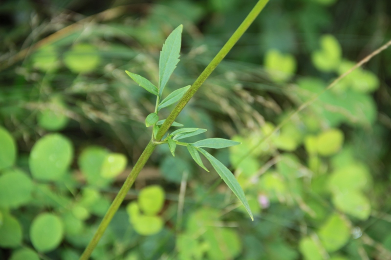 Image of Patrinia scabiosifolia specimen.