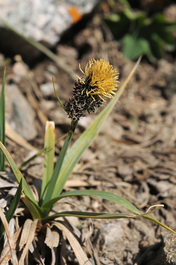 Изображение особи Carex melanantha.