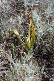 Merendera robusta. Плодоносящее растение. Южный Казахстан, восточная граница пустыни Кызылкум. 04.05.2013.