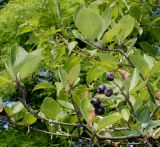 Aronia melanocarpa