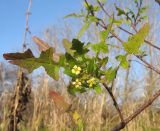 Sisymbrium loeselii. Верхушка побега с соцветием. Краснодарский край, Крымский р-н, окр. хут. Майоровский, пойменный луг р. Абин. 17.11.2013.