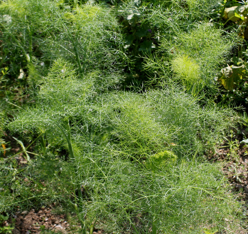 Изображение особи Foeniculum vulgare var. azoricum.
