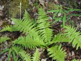 Dryopteris filix-mas