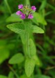 Clinopodium vulgare