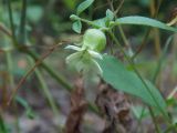 Cucubalus baccifer