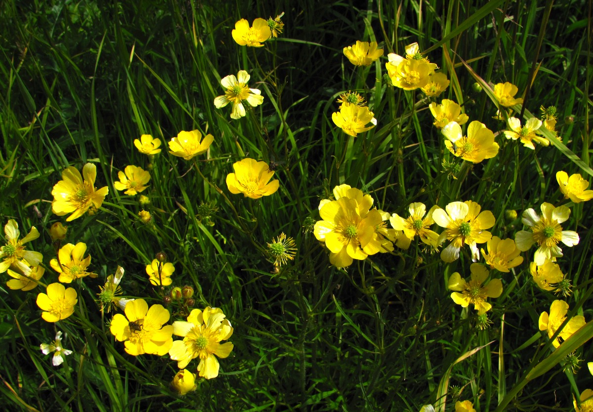 Image of Ranunculus polyanthemos specimen.