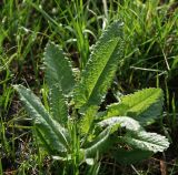 Betonica officinalis