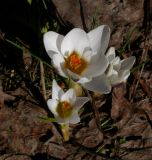 Crocus chrysanthus