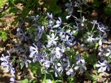 Phlox divaricata