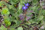 Anchusa stylosa