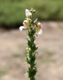 Digitalis lanata. Верхушка отцветающего соцветия. Ростов-на-Дону, ботсад, участок лекарственных растений, в культуре. 07.07.2015.