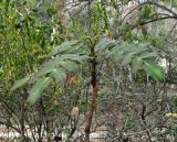 Mahonia japonica