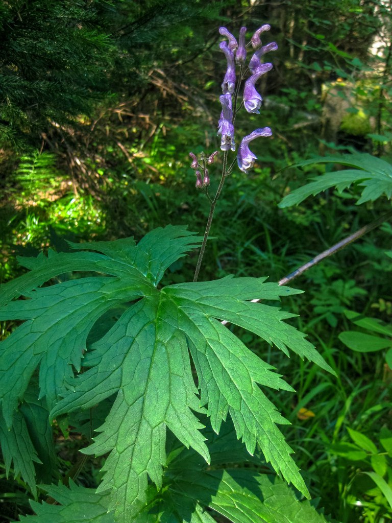 Изображение особи Aconitum septentrionale.