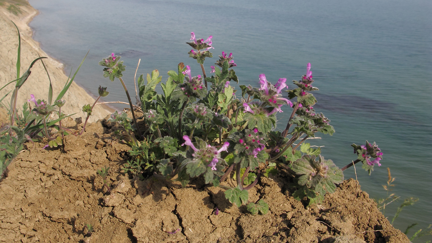 Изображение особи Lamium amplexicaule.