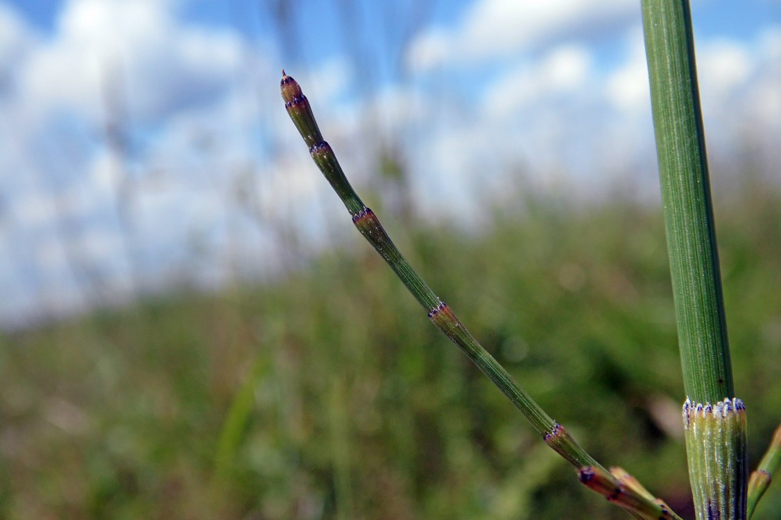 Изображение особи Equisetum ramosissimum.