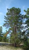 Pinus sylvestris. Взрослое растение. Ямало-Ненецкий автономный округ, г. Надым, лишайниковый бор на северной окраине города. 7 августа 2013 г.