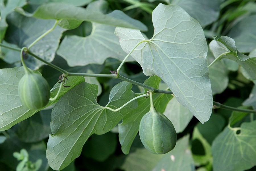 Изображение особи Aristolochia clematitis.