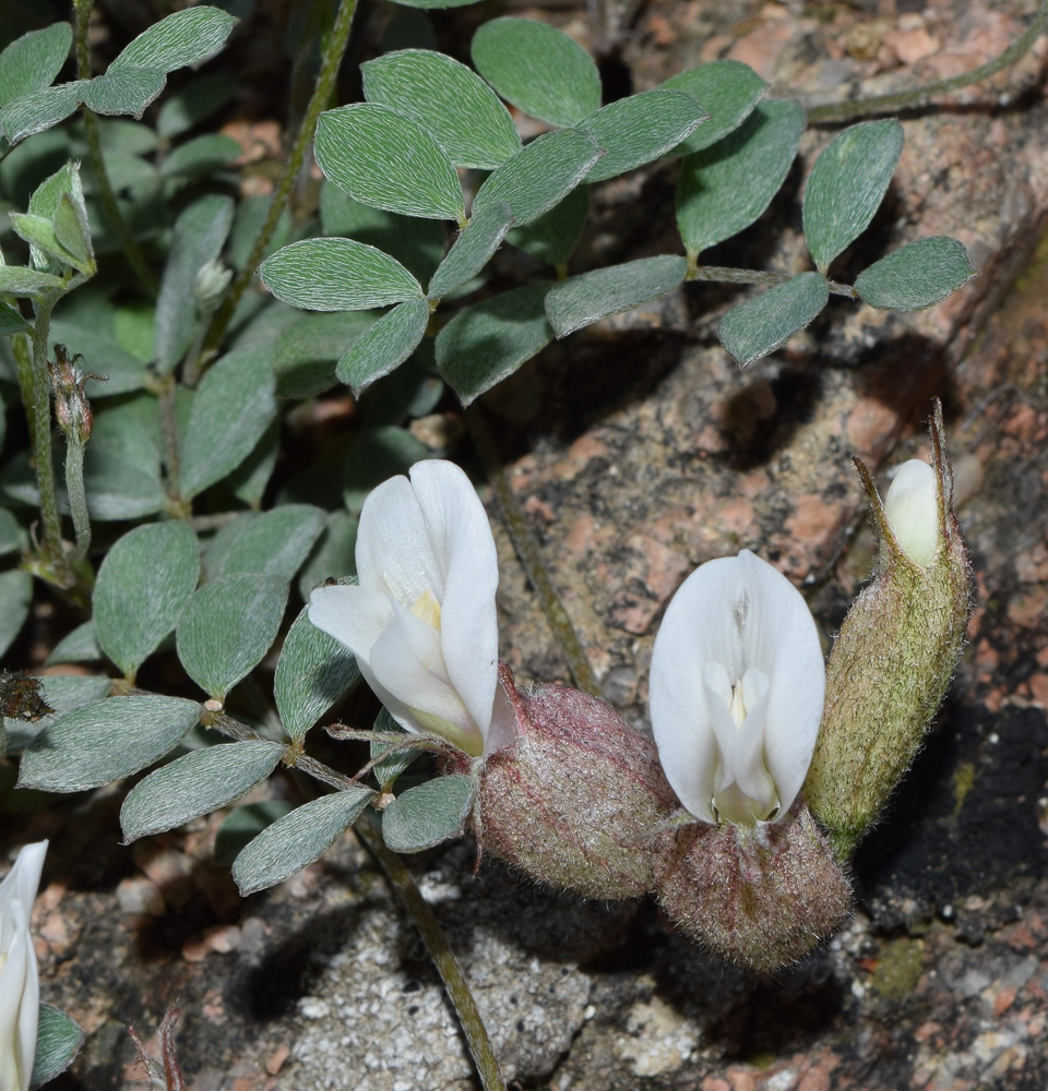 Изображение особи Astragalus abolinii.