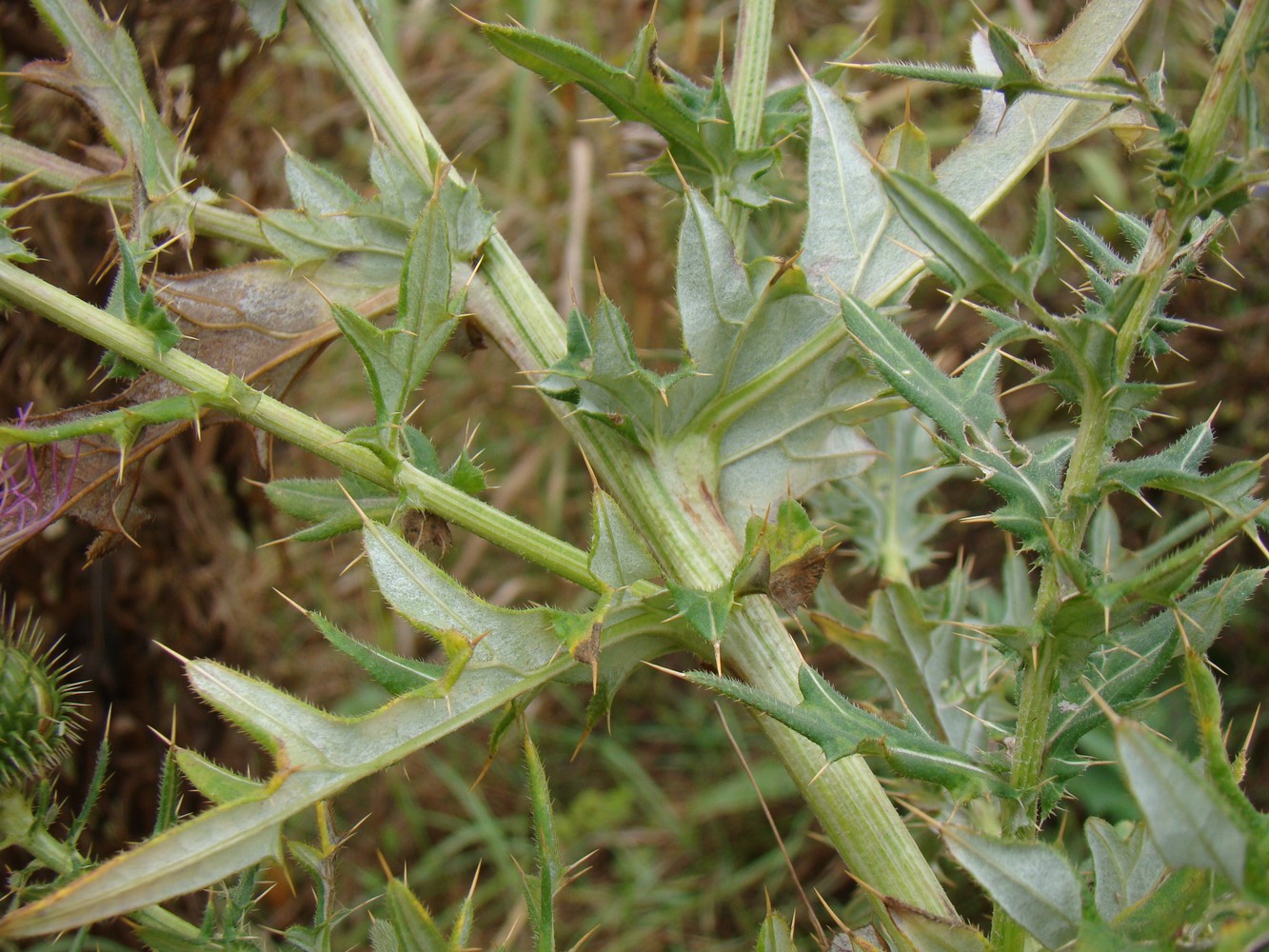 Изображение особи Cirsium serrulatum.