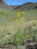 Ferula ovina. Цветущее растение. Казахстан, Сев. Тянь-Шань, южный макросклон гор Богуты, обращенный к долине Сюгаты, щебнистый склон. 25 мая 2016 г.