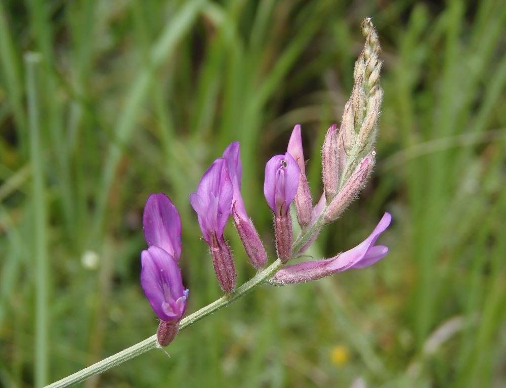 Изображение особи Astragalus varius.